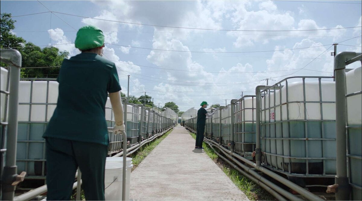 farm-tao-xoan-mte-spirulina